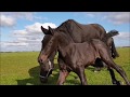 Don't kick Mathilde please!! Filly Marije for the first time in the field. Friesian horses.