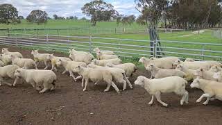 Paraway Pastoral Co - Barton Station 650 Comp Lambs A 28.10.25A