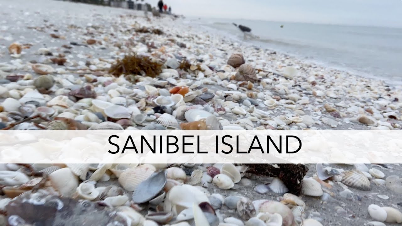 Sanibel Island beach walk. Let’s find some seashells and I’ll ID them all!