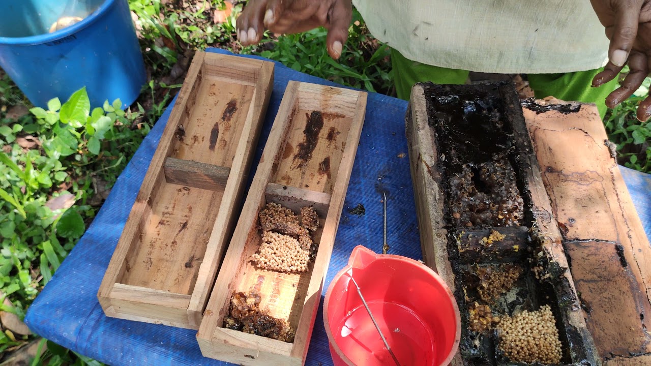 എങ്ങനെയാണ് ചെറുതേനീച്ച കോളനി വിഭജിക്കേണ്ടത്?Division of stingless bee Colony #stinglessbee#Honey#Bee