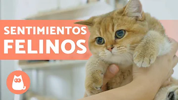 ¿Sienten vergüenza los gatos?