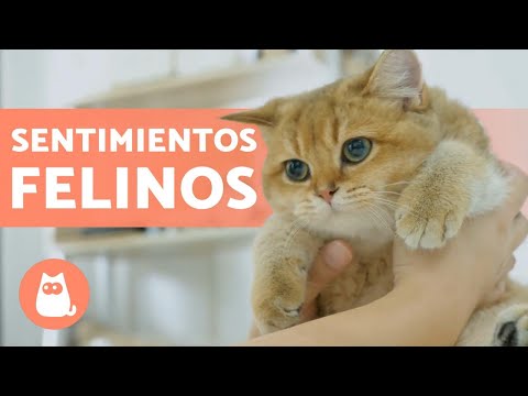 Video: 18 perros que les faltan tanto a los niños cuando vuelven a la escuela