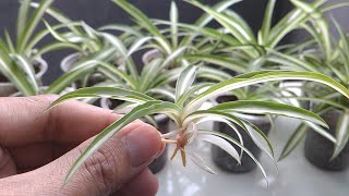 Spider Plant Propagation From The Babies