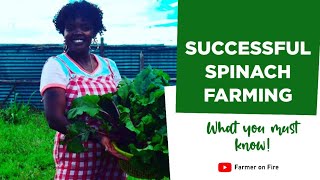 SUCCESSFUL SPINACH FARMING. What you must know before planting spinach in kenya.