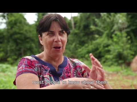 Tapajós Basin threatened by massive development