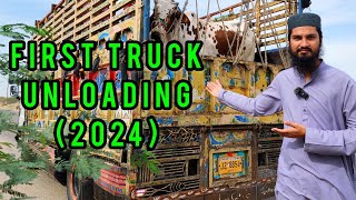 FIRST TRUCK UNLOADING at Northern Bypass (GADAP Cow Mandi 2024) Cattle Market Karachi