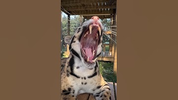 Big Yawns from Ollie the clouded leopard 🐯Clouded leopards are some of the rarest cats in the world