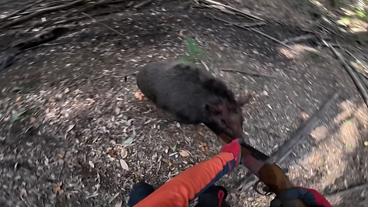 これが猪との死闘です