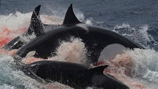 Why DON&#39;T Orcas ever attack humans?