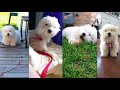 Cute Coton De Tulear Video Compilation | Cute Puppy Video Compilation