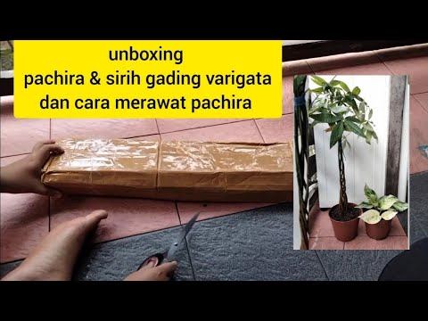 Video: Pachira Money Tree - Pelajari Cara Merawat Tanaman Money Tree