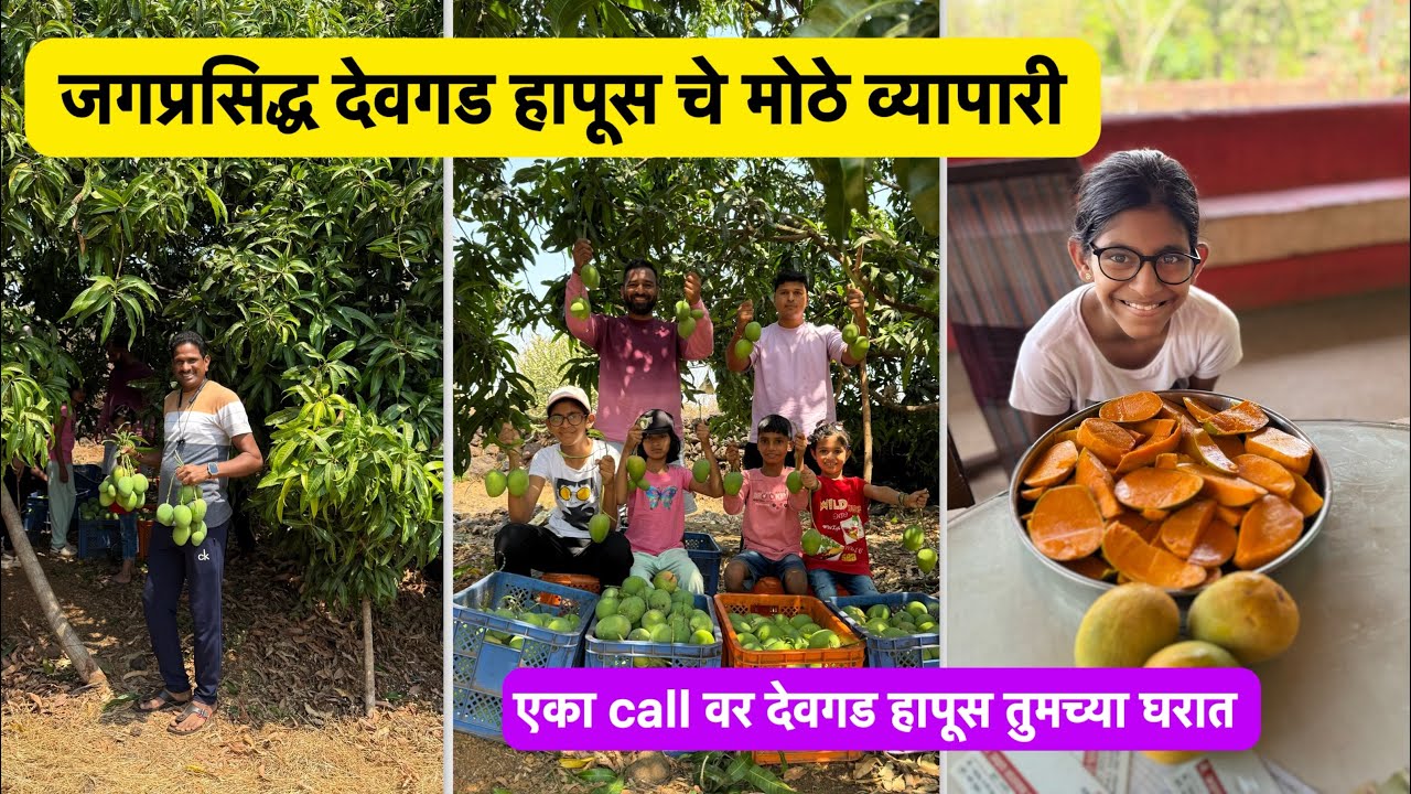जगप्रसिद्ध देवगड हापूस चे मोठे व्यापारी | Vlog No.188 #alphonso #mango #devgadhapus #fruit #kokan