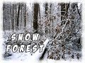 Novosibirsk SIBERIA - SNOW FOREST ❄️ WINTER 2020