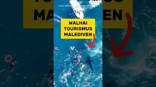 Wenn ihr mal mit Walhaien schwimmen wollt, dann nicht so! | RasasWelt | #shorts
