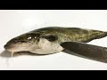 腹がパンパンのナマズを捌いた結果、胃袋からとんでもないものが・・・!