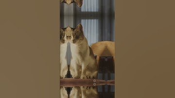 Cats Have a SECRET Language? 😼 The Hidden Code in Every Purr & Blink  #facts #wildlife #arcticanimal