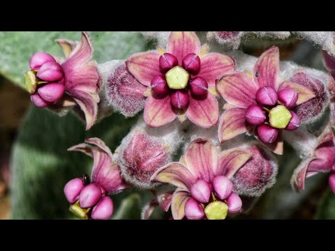 Lilies That Grow in Rock Piles & Milkweed Pollination Explained