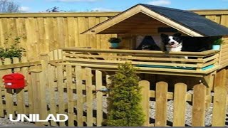 Guy Builds Pad For His Dog || UNILAD by UNILAD 5,179 views 4 years ago 1 minute, 2 seconds