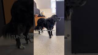 Great Pyrenees tendencies at the office by Canine Company 27 views 1 year ago 1 minute, 9 seconds