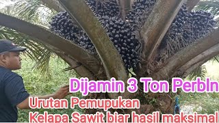 urutan pemupukan kelapa sawit biar berbuah besar oil palm fertilization sequence