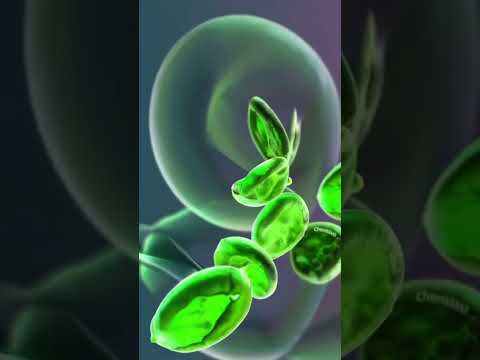 حلزونی که مرز میان جانور و گیاه را محو می کند