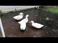 Ducks in the rain