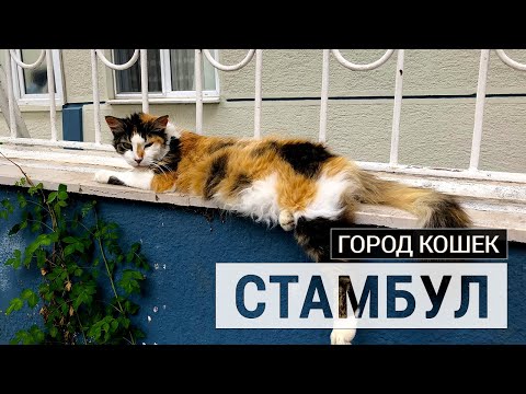 СТАМБУЛ: ГОРОД КОШЕК