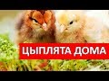 УДОБНАЯ КОРМУШКА ДЛЯ ЦЫПЛЯТ. СВОИМИ РУКАМИ ЗА 15 МИНУТ!!!