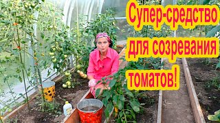 Подкормка для ускоренного поспевания томатов