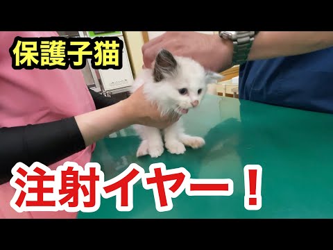 保護子猫初めてのワクチン注射で恐怖を感じる