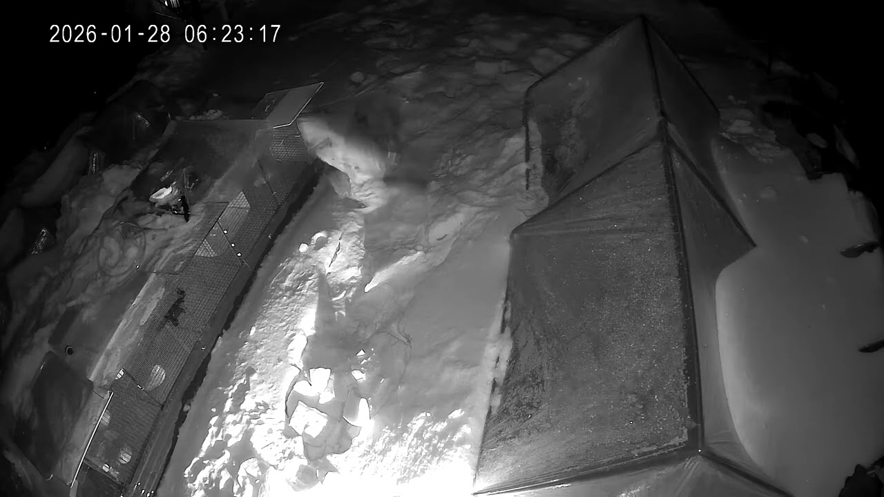 An owl came to my quail nest recently 