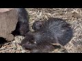 Hystrix pumila - Їжатець філіппінський - Philippine ( Palawan) porcupine