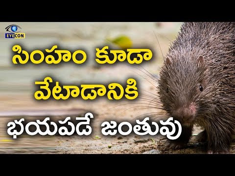 సింహం కూడా  వేటాడానికి   భయపడే జంతువు | Secret Creatures Porcupine | Eyecon Facts