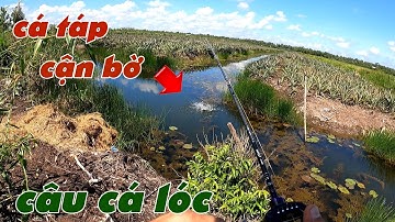 Câu Lure Cá Lóc ✅ Câu Cá Lóc Dạo Tân Phước Ngày Nắng Nóng Cá Táp Mồi Cận Bờ | Tâm Râu Vlog #344