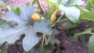 First pumpkin of 2015: variety Festival