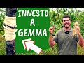 INNESTO a gemma dormiente: come e quando