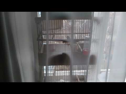 იადონი kanareika