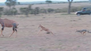 Jackals hunting topi calf meet the father