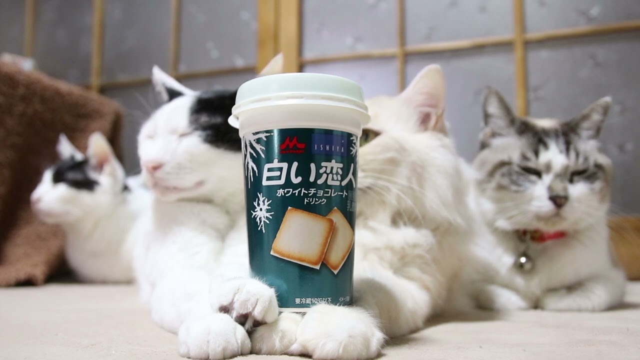 スイカからちょこん♡白ねこちゃん 白い恋人ホワイトチョコレートドリンク 210323 - YouTube