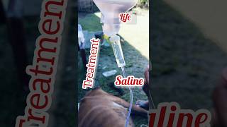 Life| treatment |saline| #life #animals #emergency #viral #shorts #cow #shortsfeed #subscribe 🙏