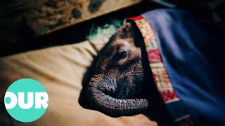 How A Sanctuary In Nairobi Is Rescuing Baby Elephants | Extraordinary Animals | Our World