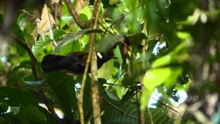 Jay Crested 029