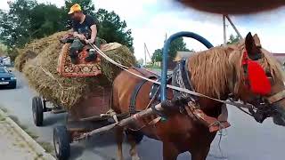 картинка: ЛОШАДИ🐎РАБОЧАЯ КОБЫЛА РУССКИЙ ТЯЖЕЛОВОЗ НА ПРОДАЖУ🔥👍🐴