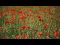Blossoming Field Of Poppies Calming Relaxing Restoring Music Meditation Music Stress Relief mp3