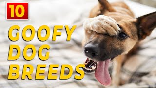 Goofy and Playful Dog Breeds by Deer Lodge Wildlife & Nature Channel 33 views 9 months ago 2 minutes, 50 seconds