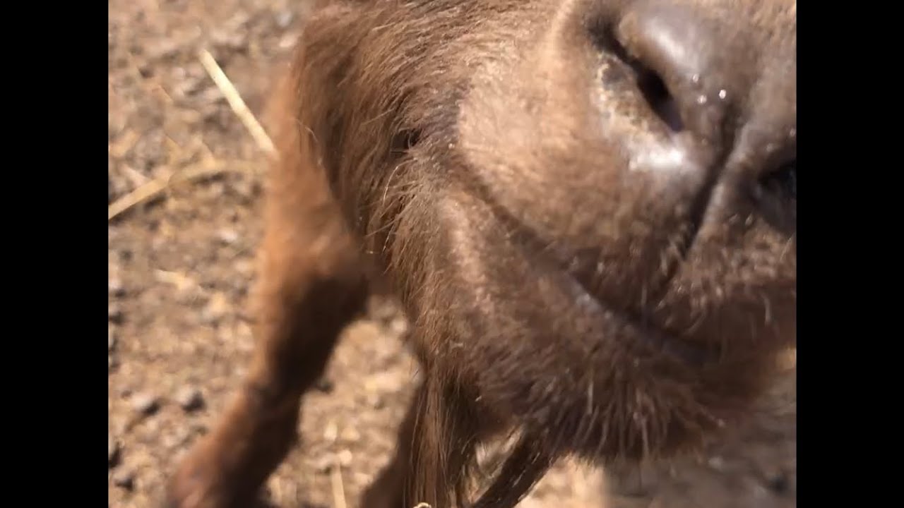 🌈 Baby Goats Make Adorable Noises YouTube