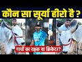 अब तक सैंकड़ों गायों की जान बचायी, डॉक्टर Surya और क्रिकेटर Surya में कौन आपका हीरो है? #लम्पी