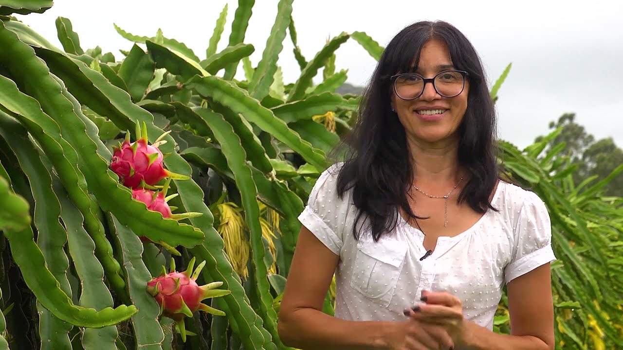 Exclusivo: Validação Cultivares Pitaya Embrapa BRS Luz e Lua do Cerrado - autopolinizáveis