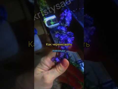Как черенковать лаванду?