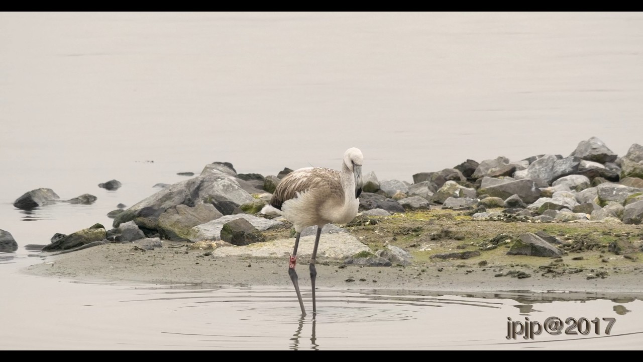Phoenicopterus chilensis - Chilean Flamingo -  ChileenseFlamingo